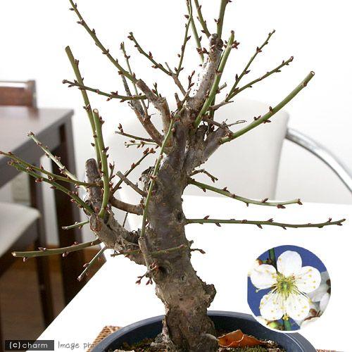 盆栽）梅 冬至（トウジ） 6号（1鉢） : チャーム charm ヤフー店