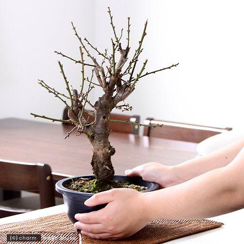 盆栽）梅 冬至（トウジ） 6号（1鉢） : チャーム charm ヤフー店