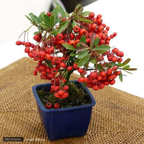 山野草 盆栽 ピラカンサス 常盤サンザシ ２ ５ ３号 １鉢 再再販