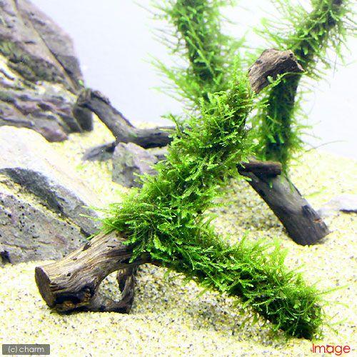 アーチ流木Lサイズ ナローリーフ巻き アーチ流木Lサイズ ナローリーフ巻きSH-RC302 サイズ:38.0(23.8