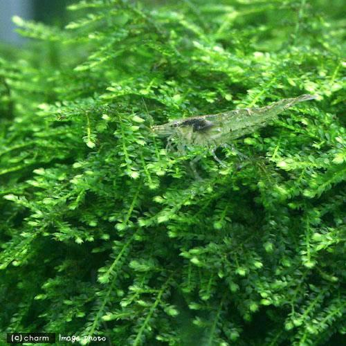 チャーム（charm） （水草）ウィーピングモス（水中葉）（無農薬）（1