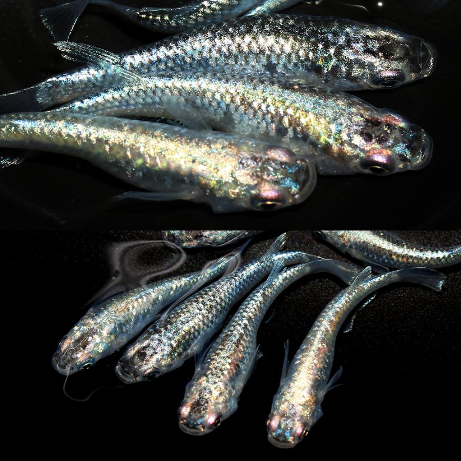サボテン　メダカ　めだか　トリオ　3匹 めだか）サボテン体外光メダカ メダカ屋サバンナ直系（10匹