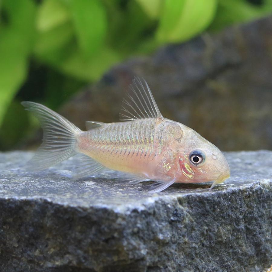 チャーム（charm） （熱帯魚）コリドラス・パンタナルエンシス