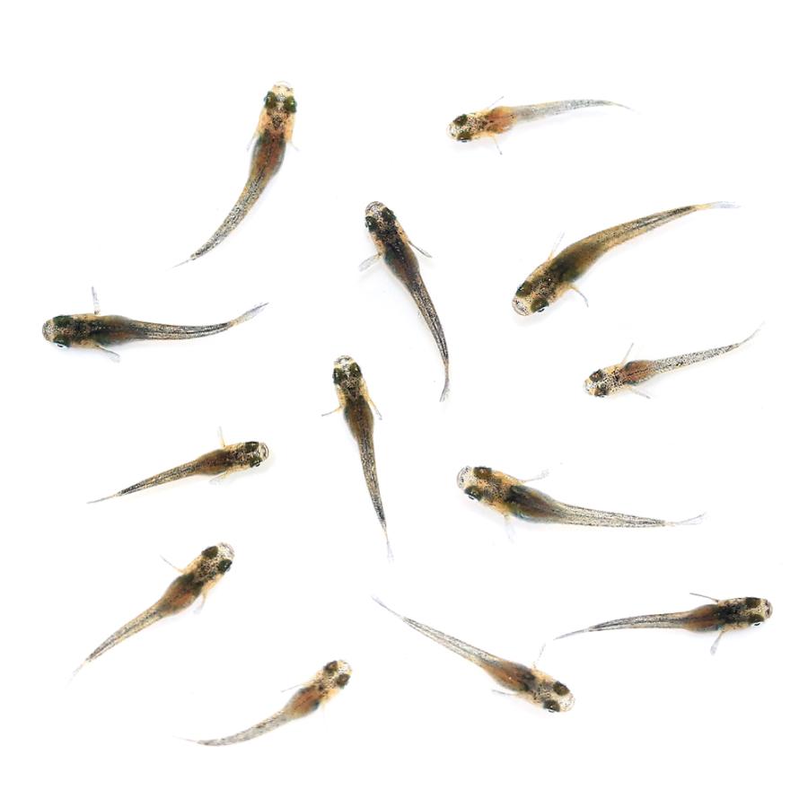 めだか）無選別 プリンスメダカ 稚魚（10匹） : チャーム charm 
