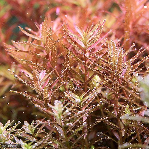 水草 ロタラ ロトンディフォリア コロラタ 水中葉 無農薬 １０本 北海道航空便要