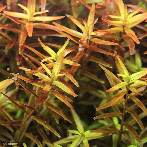 水草 ロタラ ロトンディフォリア コロラタ 北海道航空便要保温 水中葉 １０本 新着 無農薬