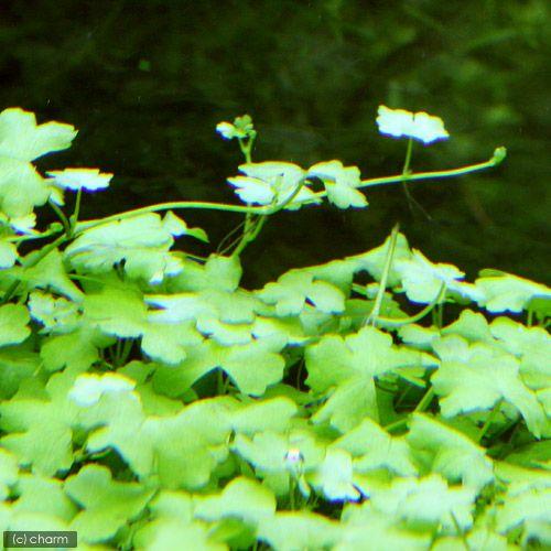 （水草）オーストラリアン　ノチドメ（水中葉）（無農薬）（５本）｜chanet