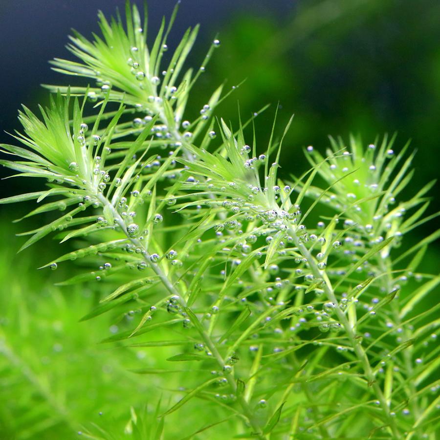 チャーム（charm） （水草）マヤカ（水中葉）（無農薬）（10本