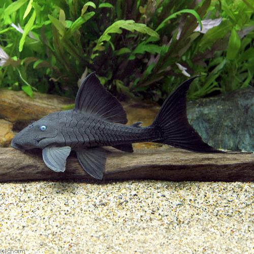 熱帯魚）ブルーアイ・プレコ 約11〜14cm（ワイルド）（1匹