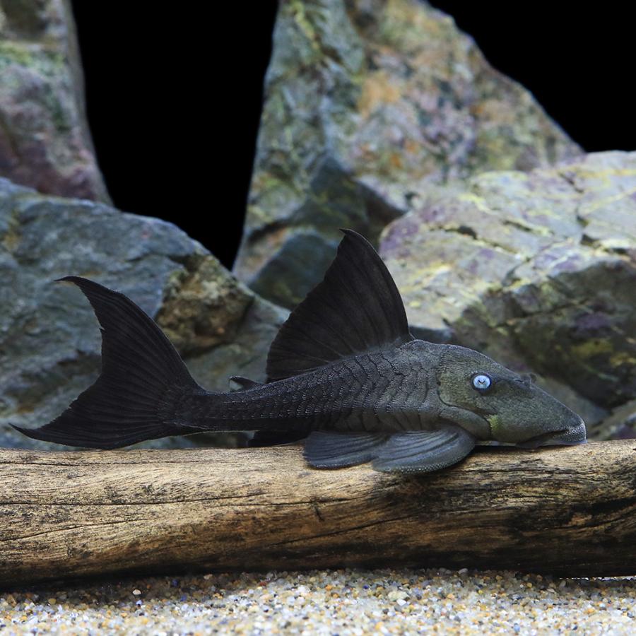 熱帯魚 熱帯魚）ブルーアイ・プレコ 約11〜14cm（ワイルド）（1匹