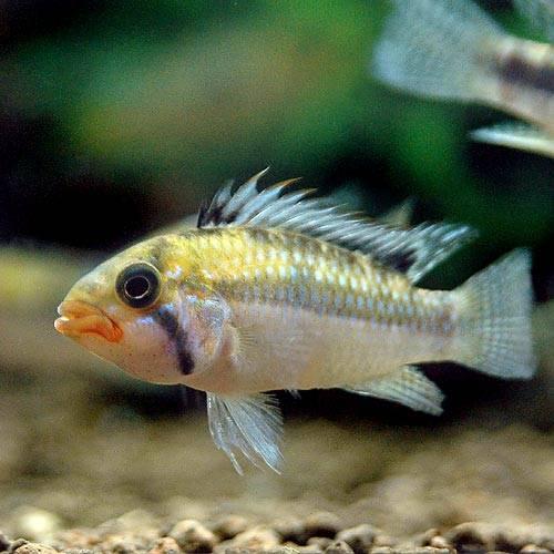 熱帯魚）アピストグラマ・ノーベルティ（ワイルド）（1ペア） 北海道