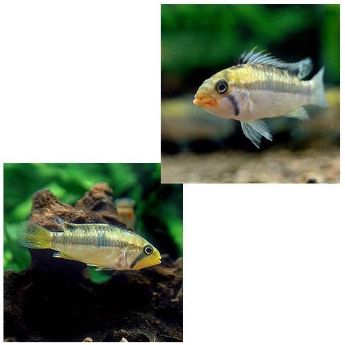 熱帯魚）アピストグラマ・ノーベルティ（ワイルド）（1ペア） 北海道