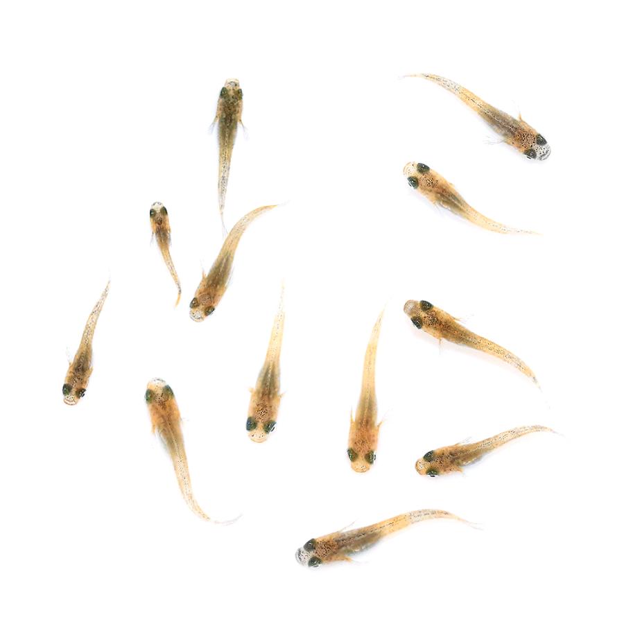 めだか）無選別 朱光菊美人メダカ 稚魚（5匹） : チャーム charm