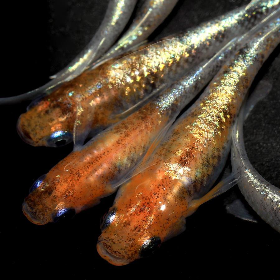 めだか　三色ラメ体外光　LU04 メダカ 三色ラメ体外光（LU-04）稚魚 5匹＋おまけ2匹 (S) - メダカファーム泉