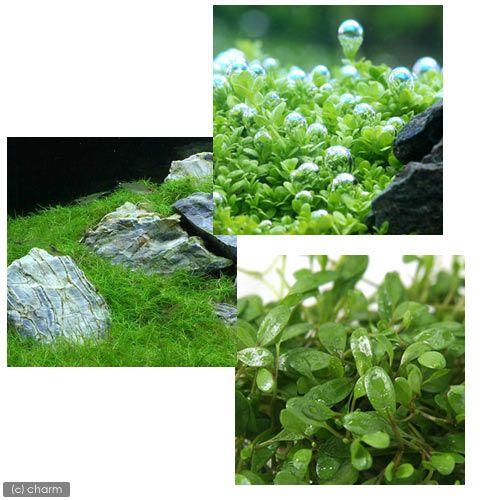 水草 人気の前景草３種セット グロッソ キューバ ヘアショー 水上葉 無農薬 １パック 北海道航空便要保温 チャーム Charm ヤフー店 通販 Yahoo ショッピング