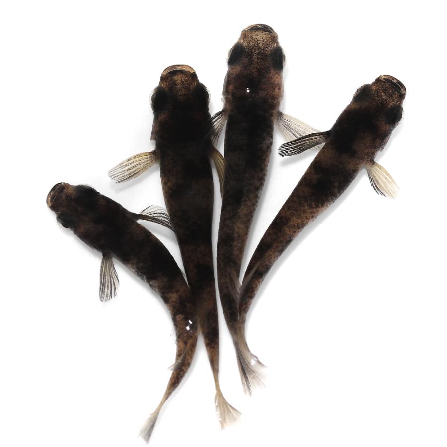 めだか）和墨メダカ 桃ちゃんメダカブリード（3匹） : チャーム charm