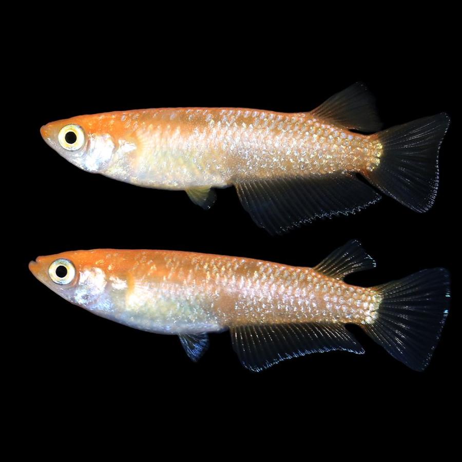 メダカ 紅華キッシング 1ペア