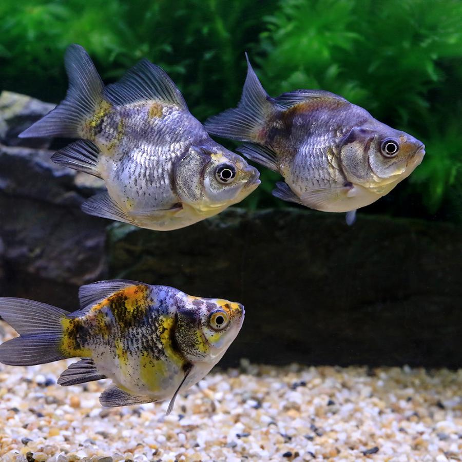 国産金魚)メタリックキャリコ玉サバ(1匹) 北海道・九州航空 国産金魚)メタリックキャリコ玉サバ(1匹) 北海道・九州航空