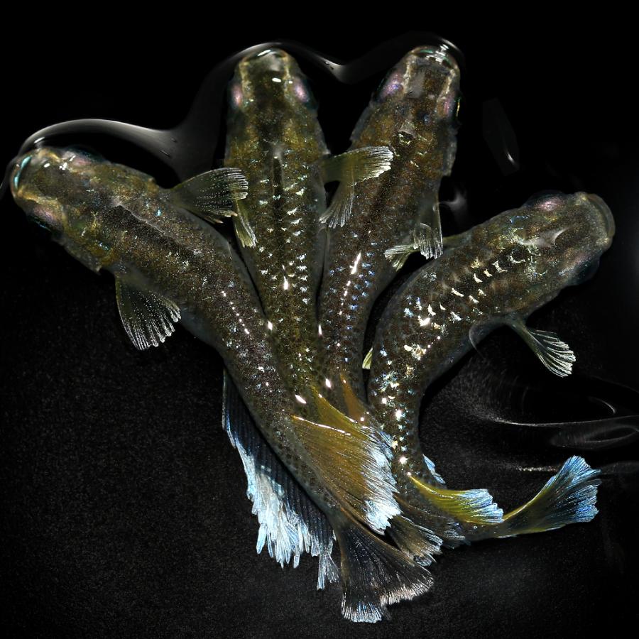 めだか）フロマージュキッシングワイドフィンメダカ 桃ちゃんメダカ