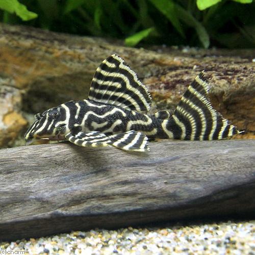 キングロイヤルペコルティア　幼魚　1匹 淡水魚】激安 キングロイヤルペコルティア【1匹 サンプル画像】(±4-7cm