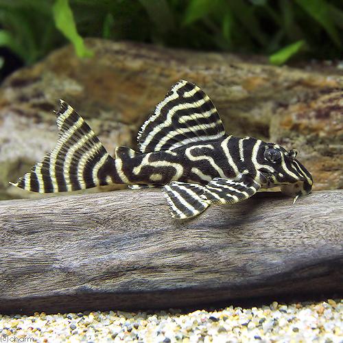 熱帯魚）ゴールデンキングロイヤル・ペコルティア Mサイズ（約5 
