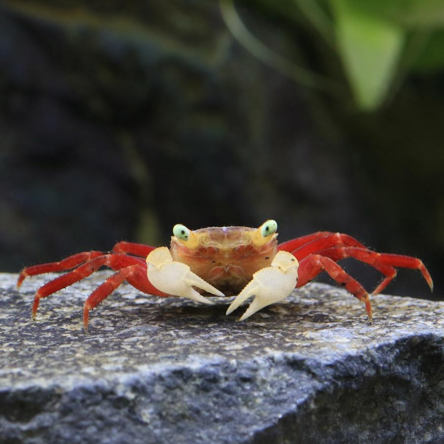 チャーム（charm） （エビ・カニ）ホワイトマンダリンクラブ（1匹