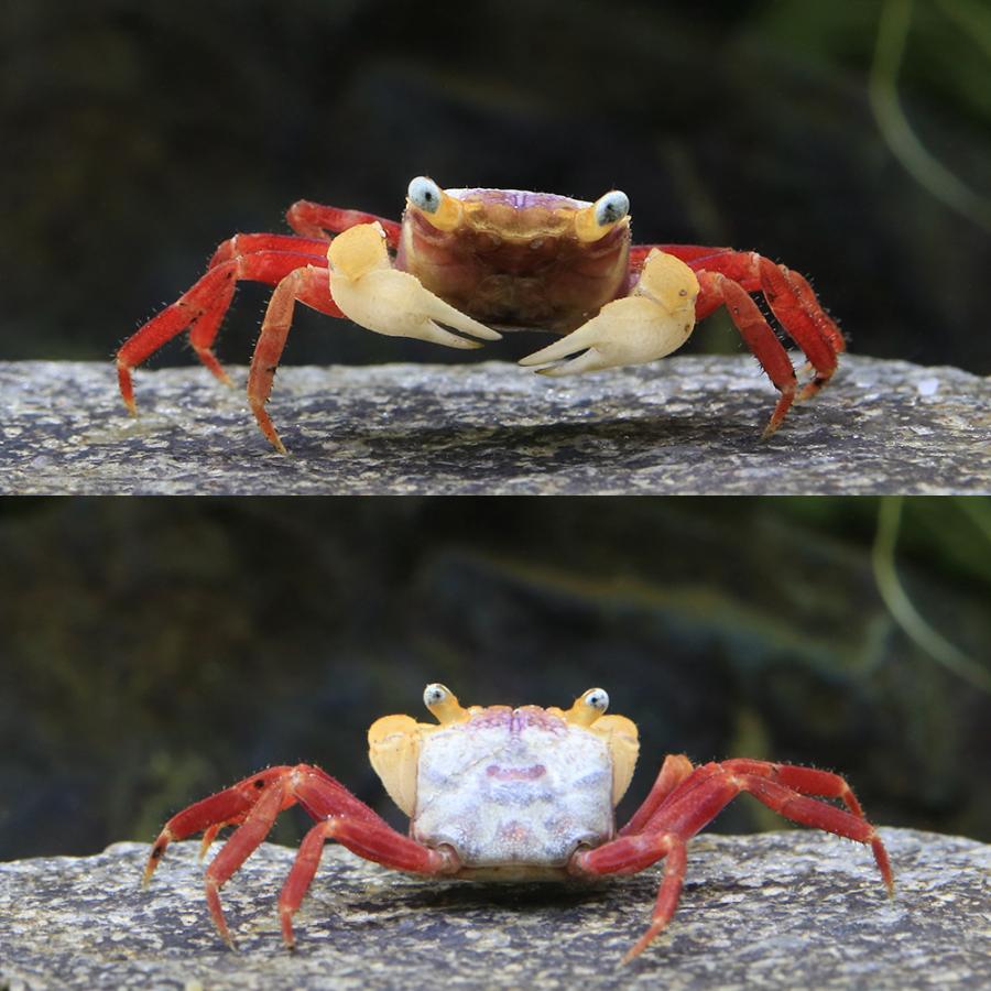 チャーム（charm） （エビ・カニ）ホワイトマンダリンクラブ（1匹