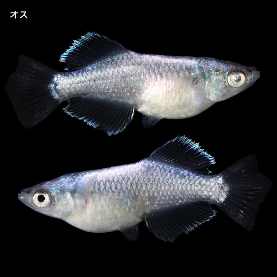 めだか）一点物 ゴブリングロウボディメダカ メダカ屋サバンナセレクト メス左目 オス右目 アースアイ（１ペア）（バクキンメダカの稚魚・10匹 メダカ  幹之 楊貴妃 初心者 人気 猫飯）