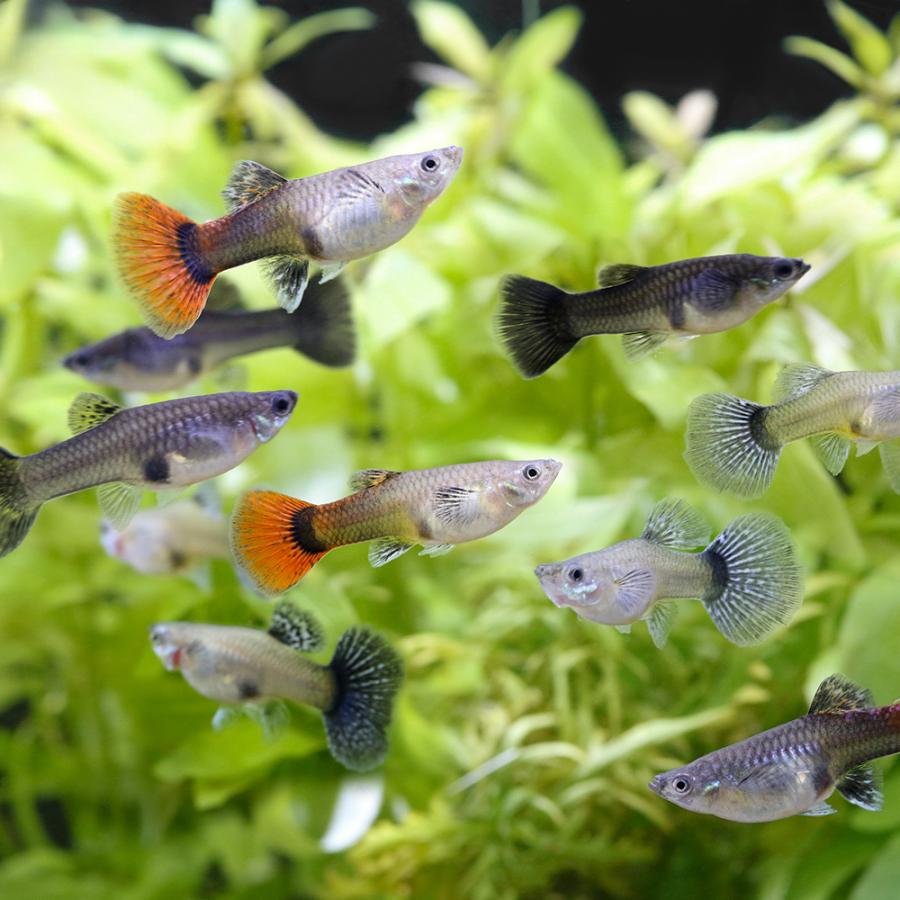 チャーム（charm） （熱帯魚）ハウスで育てたピカピカ国産ミックス