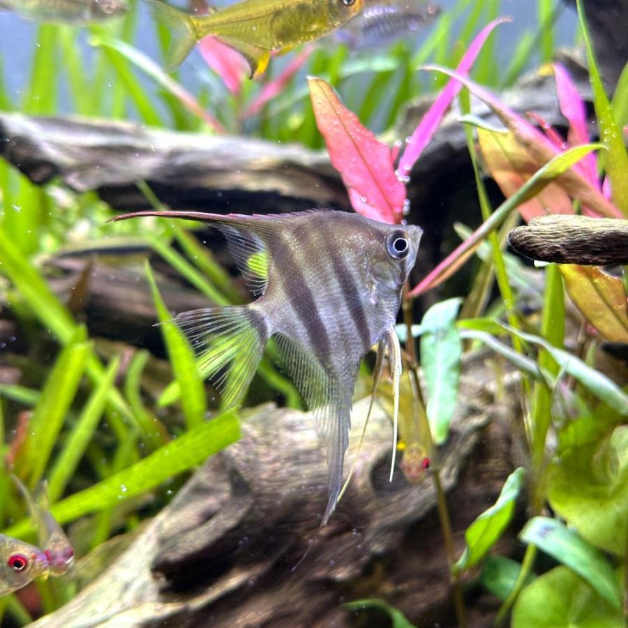 熱帯魚）ネグロアルタム・エンゼルフィッシュ（国産ブリード）（3匹 