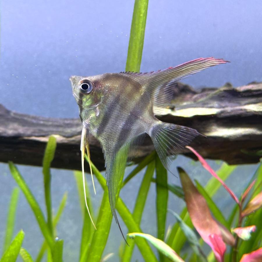 熱帯魚）ネグロアルタム・エンゼルフィッシュ（国産ブリード）（3匹