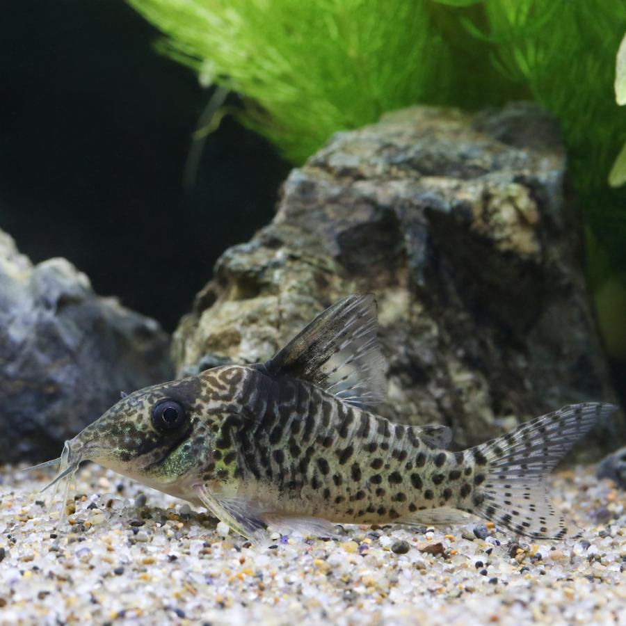 熱帯魚 コリドラス wild