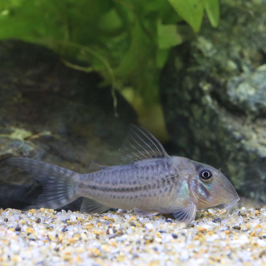 チャーム（charm） （熱帯魚）コリドラスsp．CW164（ブリード