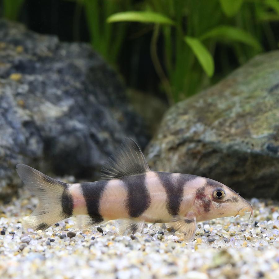 熱帯魚）クラウンローチ×パキスタンローチ（1匹） 北海道・九州航空便 