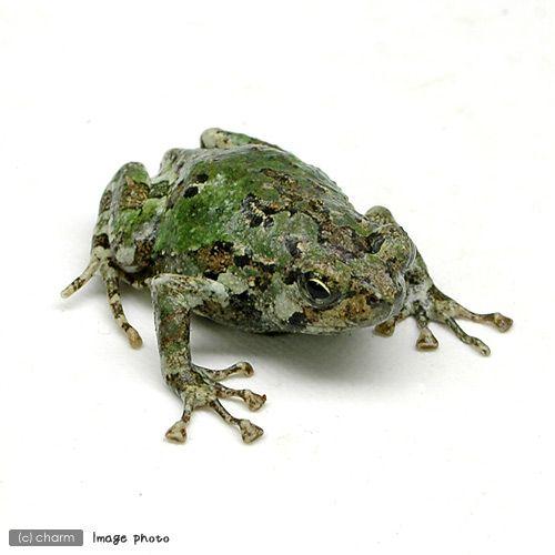 （両生類）マダラスキアシヒメガエル　ＷＣ個体（１匹）　北海道・九州航空便要保温 