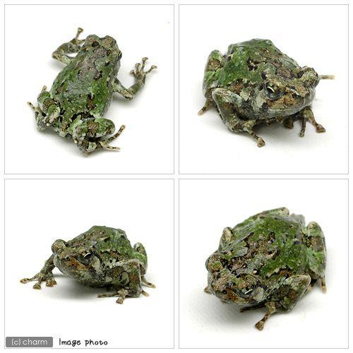 （両生類）マダラスキアシヒメガエル　ＷＣ個体（１匹）　北海道・九州航空便要保温 