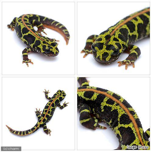 マダラファイアサラマンダー3匹 人工飼料移行完了個体 成体 イモリウム