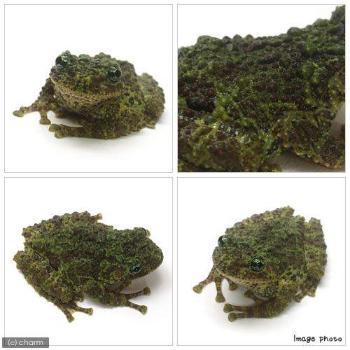 ベトナムコケガエル　15匹おまとめ ベトナムコケガエル 15匹おまとめ