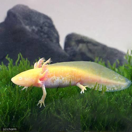 手渡し限定】ウーパールーパー 約27cm ゴールデン