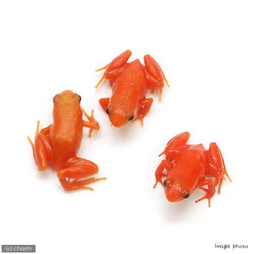 （両生類）ゴールデンマンテラ（キンイロアデガエル）　ＷＣ個体（１匹）　北海道・九州航空便要保温　沖縄別途送料