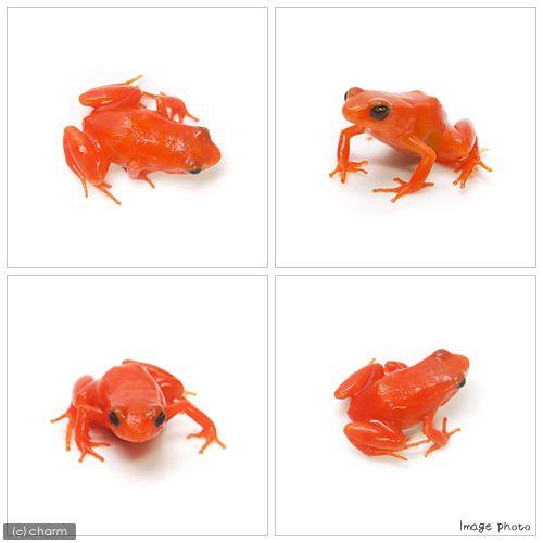 （両生類）ゴールデンマンテラ（キンイロアデガエル）　ＷＣ個体（１匹）　北海道・九州航空便要保温　沖縄別途送料 