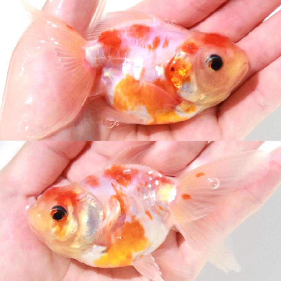 国産金魚)一点物 ドラゴンスケール桜東錦 10cm± (1匹 国産金魚)一点物 ドラゴンスケール桜東錦 10cm± (1匹