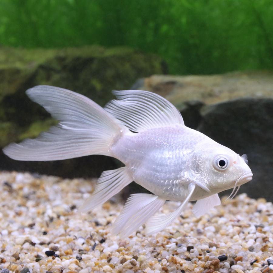 錦鯉）一点物 プラチナヒレナガ錦鯉 ショートボディ 12cm±（1匹）