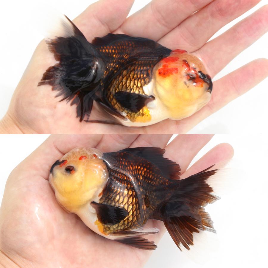 国産金魚)一点物 トリカラーオランダ獅子頭 11cm±(1匹 国産金魚)一点物 トリカラーオランダ獅子頭 11cm±(1匹