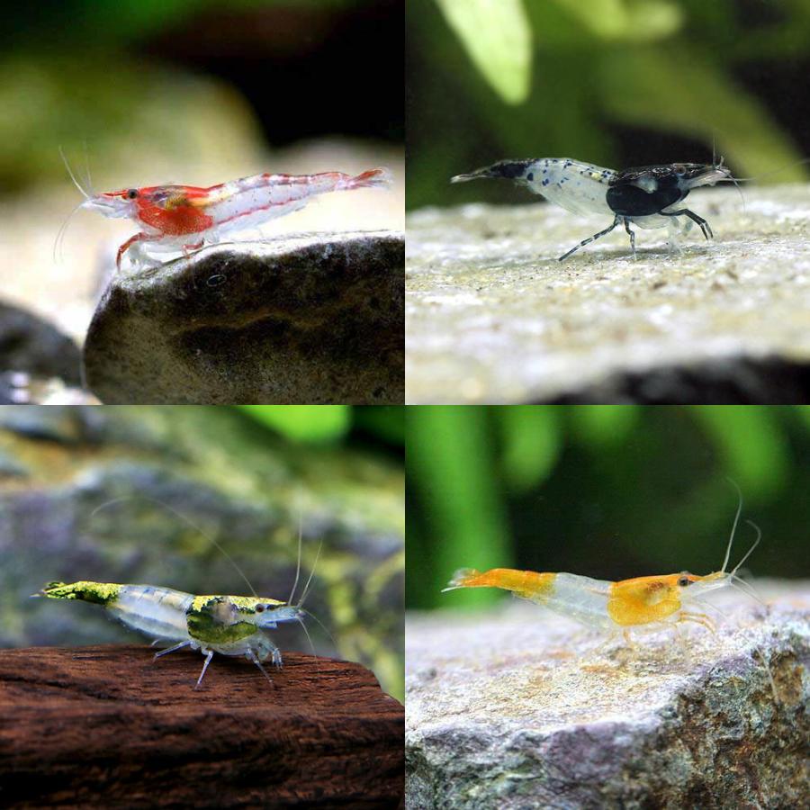 （エビ）ルリーシュリンプ　４種セット　北海道・九州航空便要保温 | 