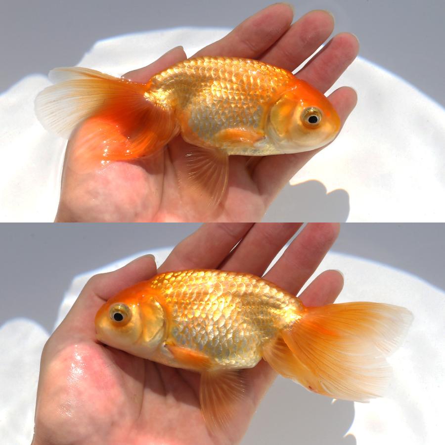 国産金魚)一点物 秋錦 13cm±(1匹) 北海道・九州航空便要 国産金魚)一点物 秋錦 13cm±(1匹) 北海道・九州航空便要