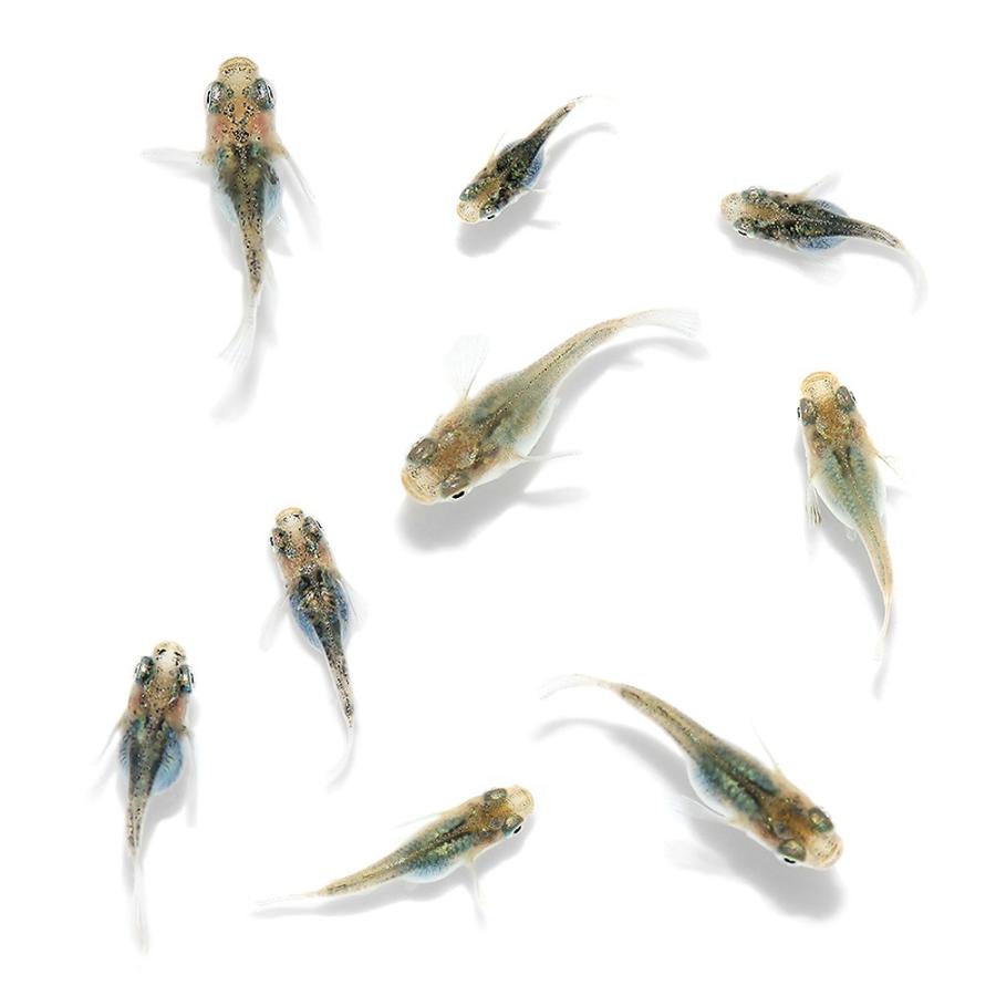めだか）無選別 ゴジラダルマメダカ 稚魚（3匹） : チャーム charm
