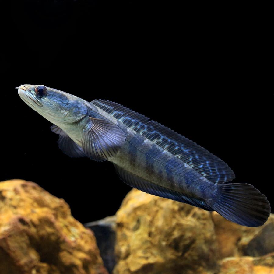 チャンナマルリオイデス バリト産 入荷未定）（熱帯魚）チャンナ・マルリオイデス バリト産（1匹