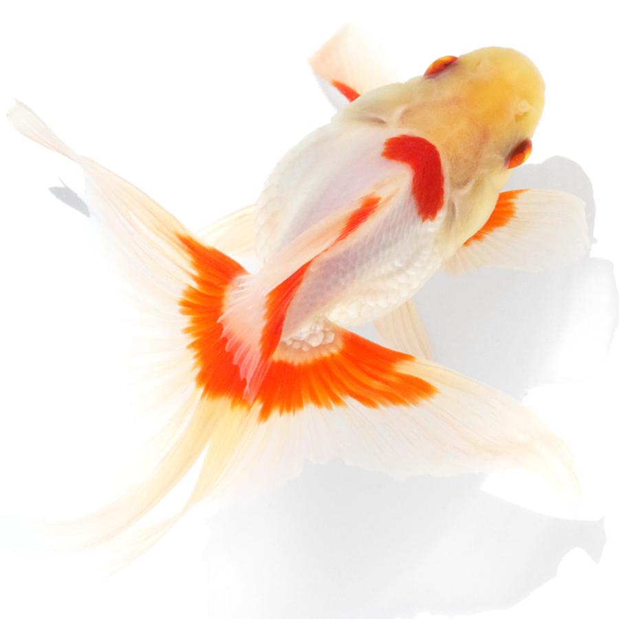 国産金魚）一点物 更紗琉金 2歳 15cm± 高澤養魚場産 （1匹