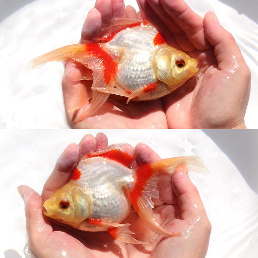 金魚、東錦、更紗琉金、2匹まとめて 国産金魚）一点物 更紗琉金 2歳 15cm± 高澤養魚場産 （1匹
